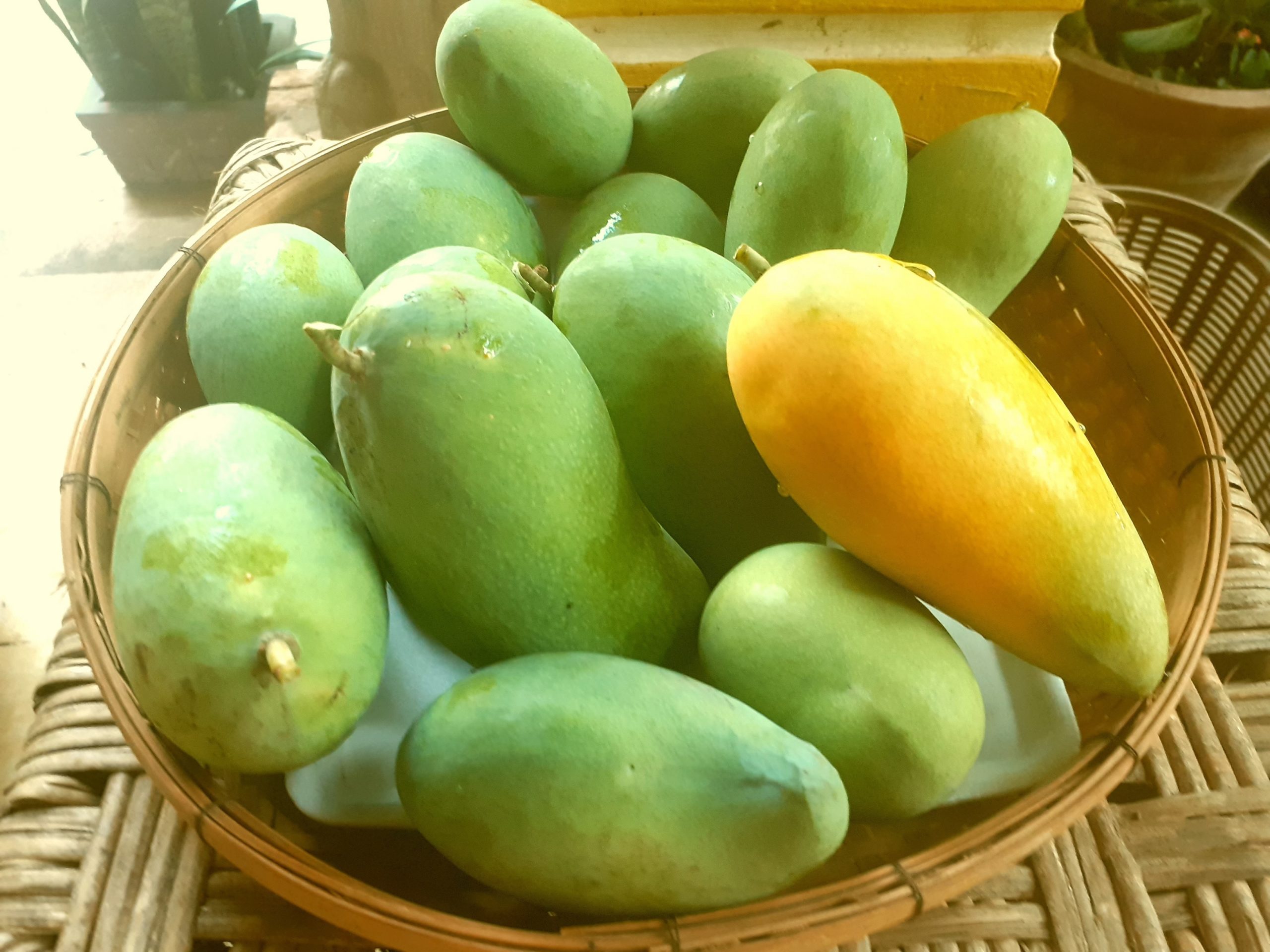 Dry Season or Wet Season? Mango Season! Professionals doing good